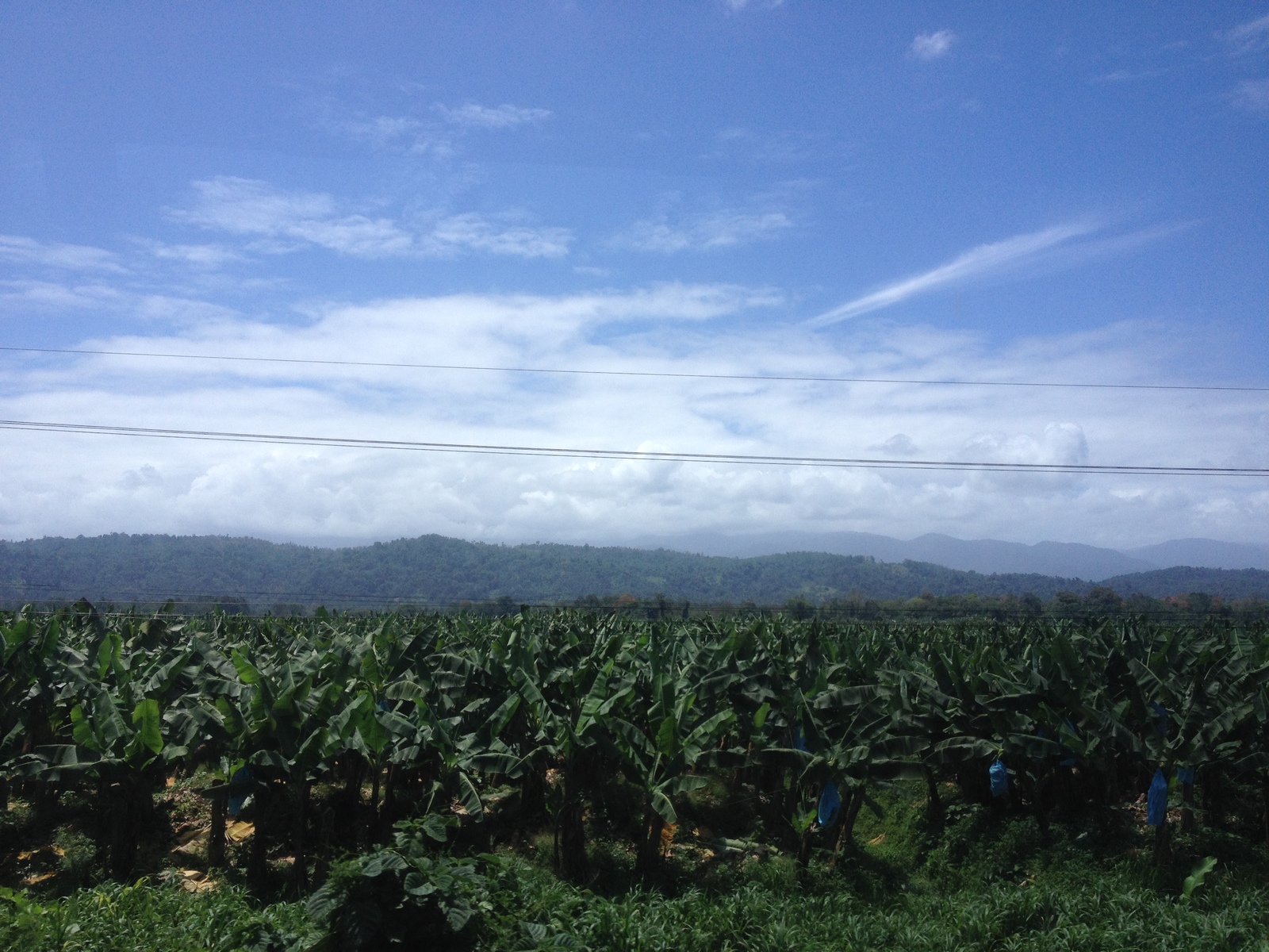 Photo Costa Rica Limon à Siquirres 2015-03 24