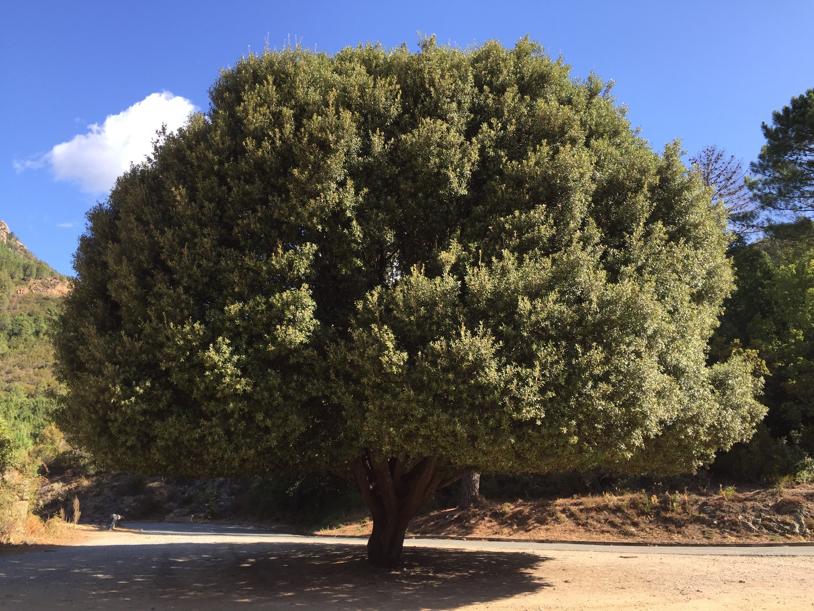 Photo France Corse Quenza 2017-09 7