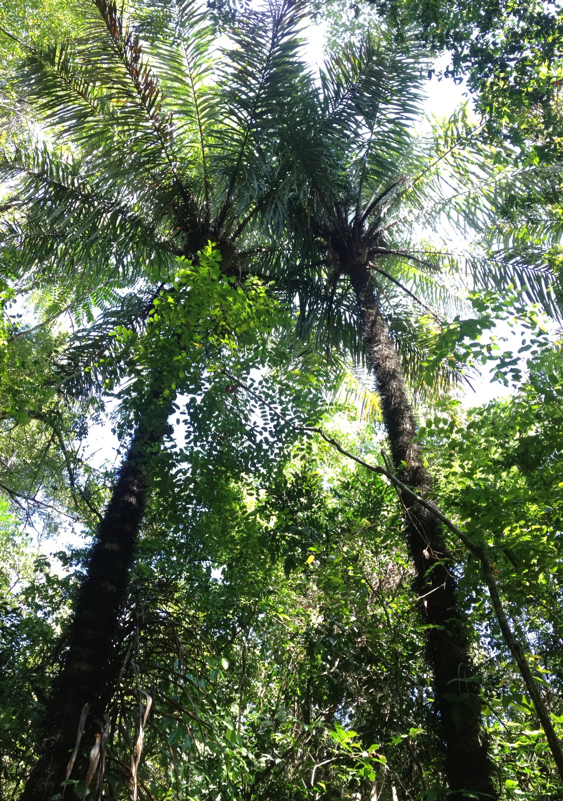 Photo Costa Rica Parc Manuel Antonio 2015-03 22