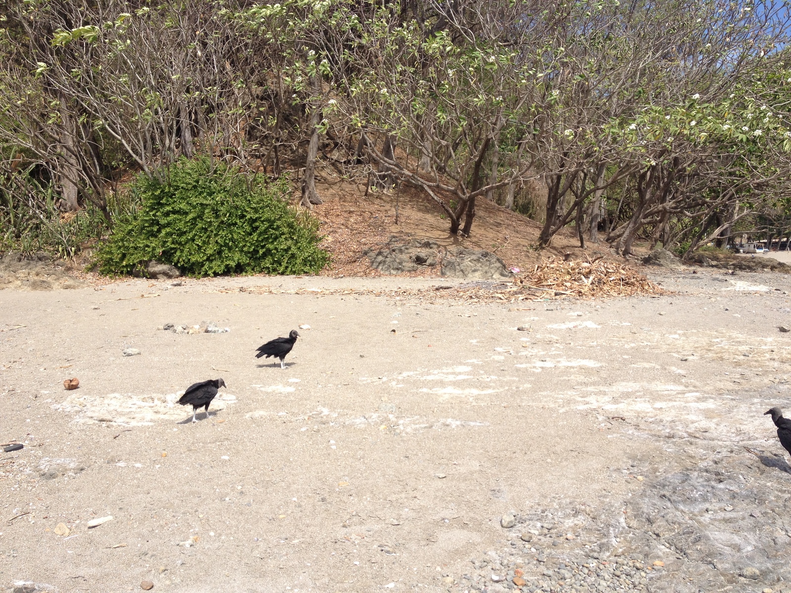 Photo Costa Rica Montezuma 2015-03 264