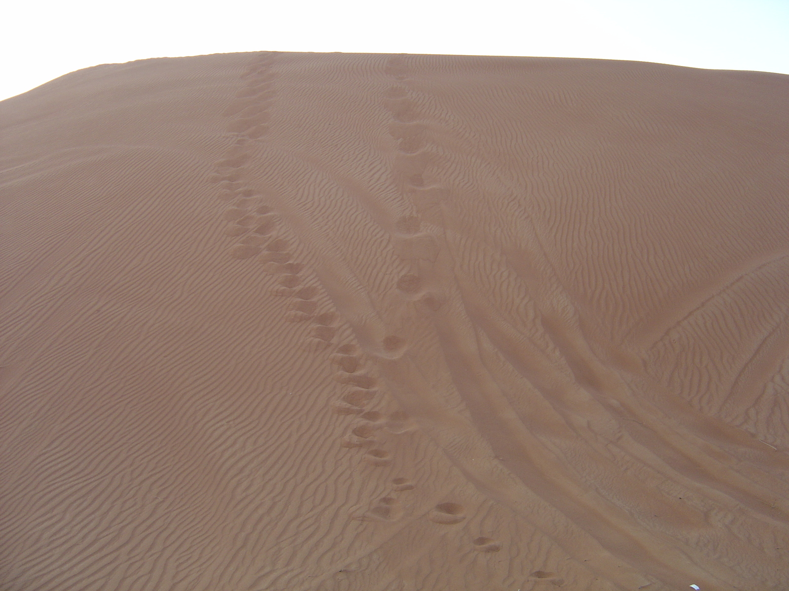Photo Émirats arabes unis Al Ain Desert 2005-11 8