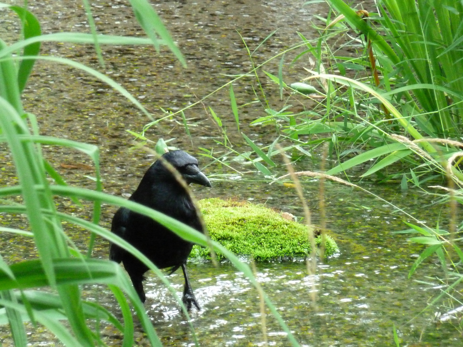 Photo Japon Kyoto Jardin Shosei en 2010-06 8