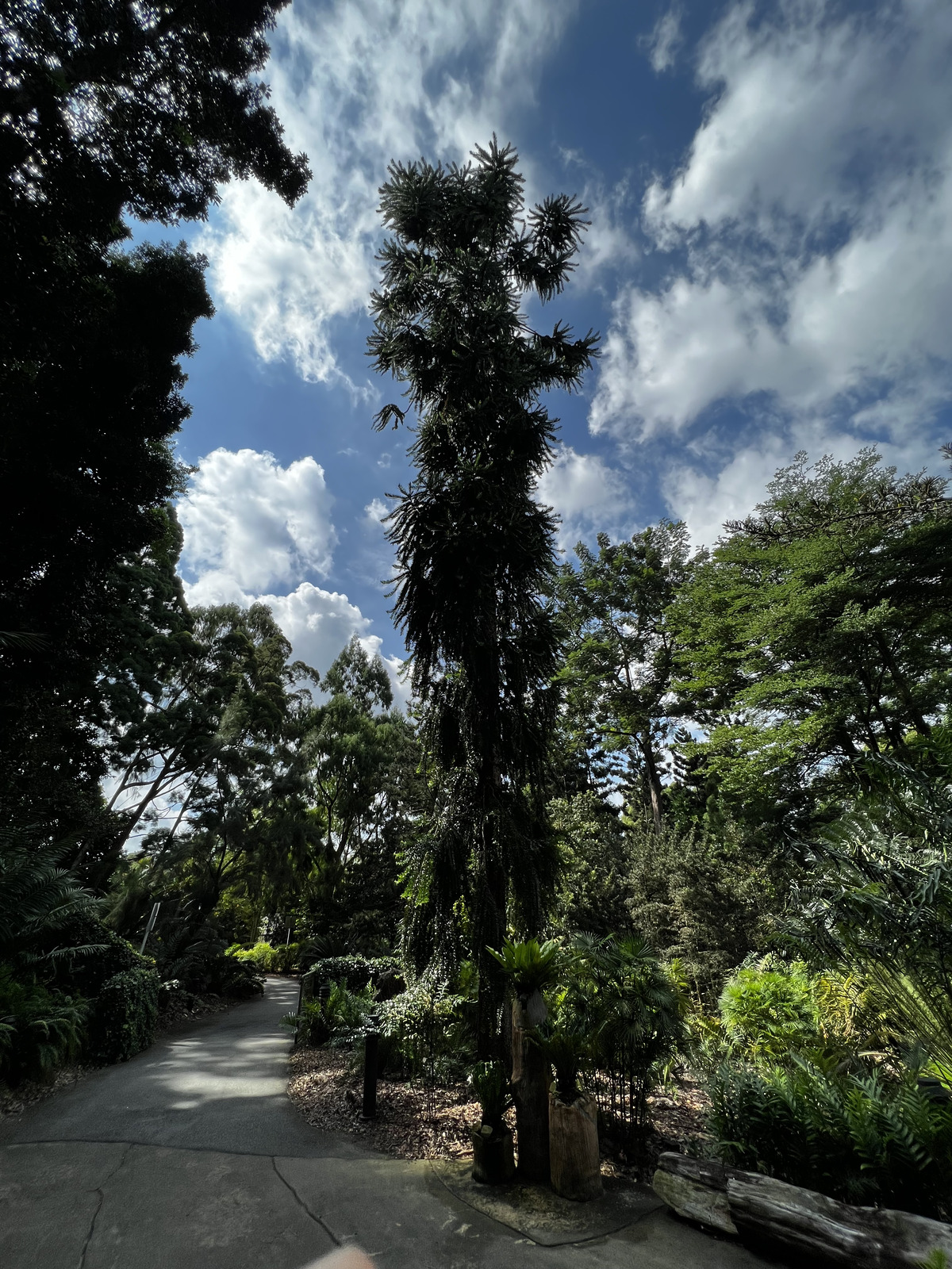 Photo Singapour Jardins botaniques de Singapore 2023-01 42