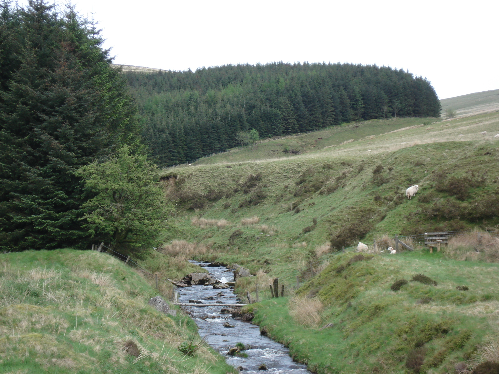 Photo Royaume-Uni Parc national des Brecon Beacons 2006-05 79