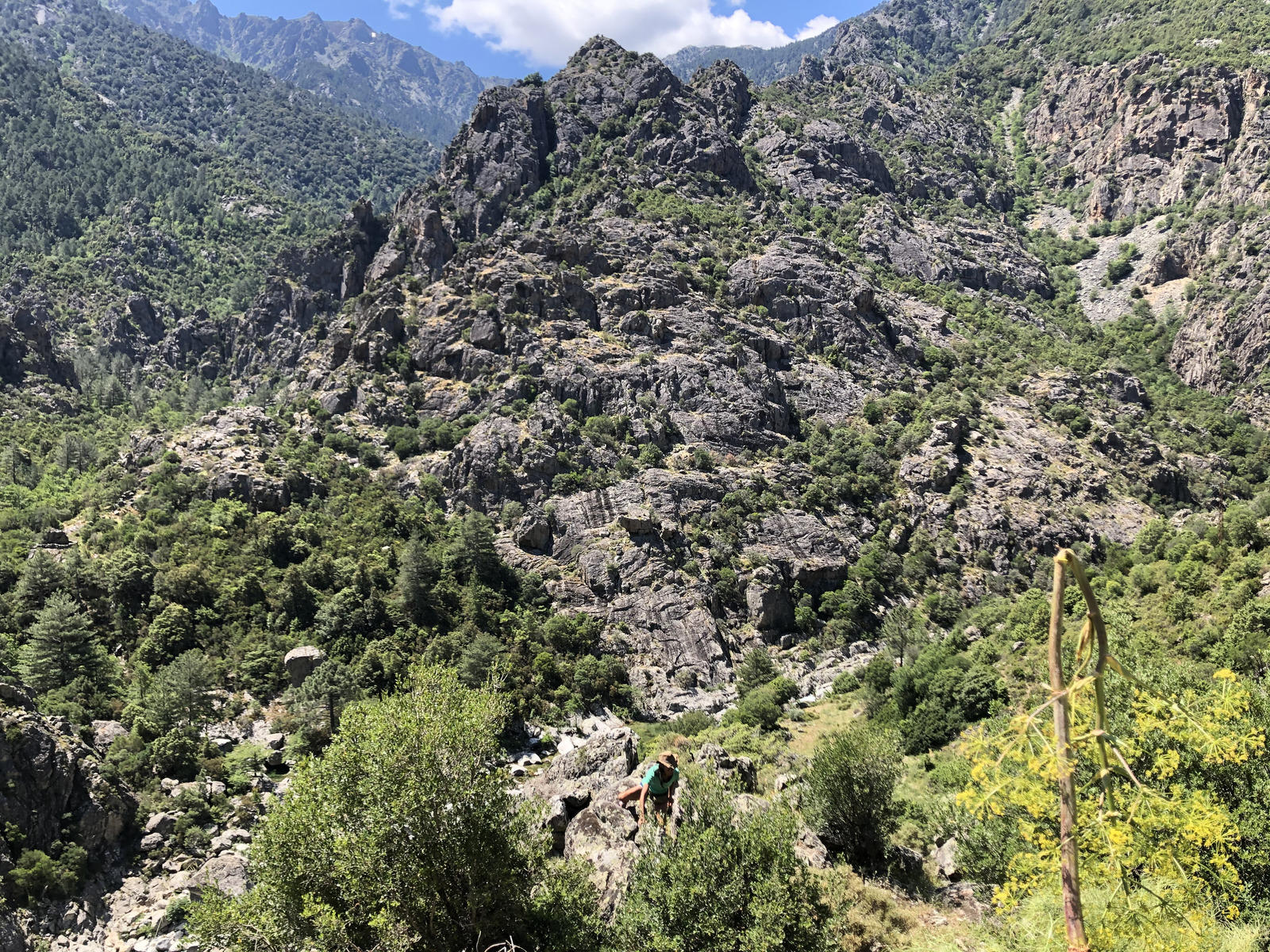 Photo France Corse Forêt d'Aïtone 2021-06 49