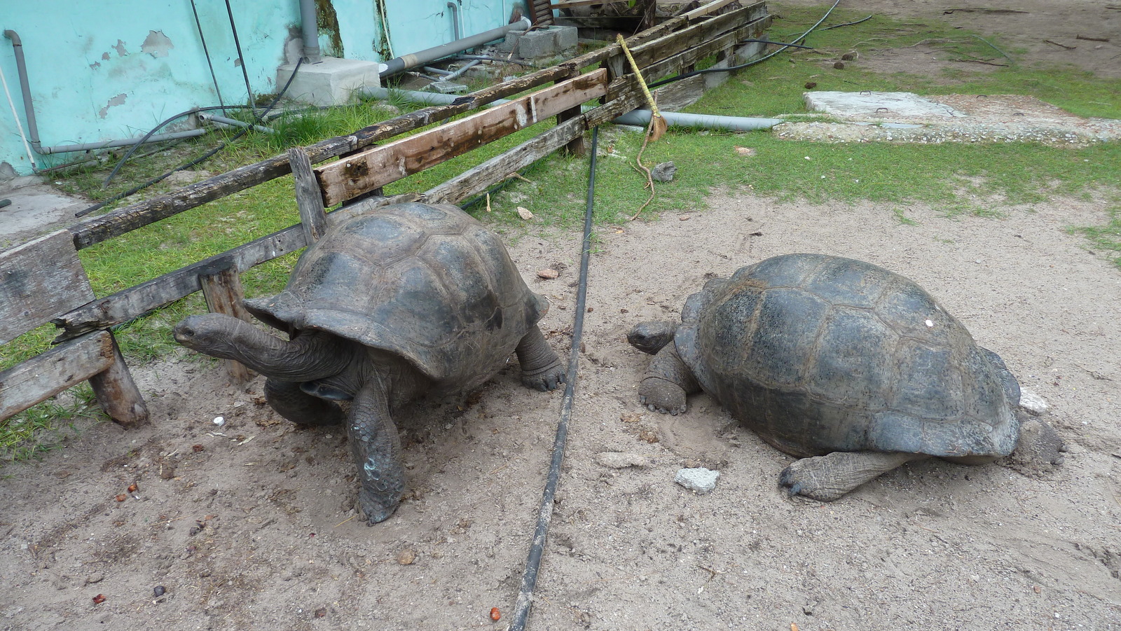 Photo Seychelles Curieuse 2011-10 30