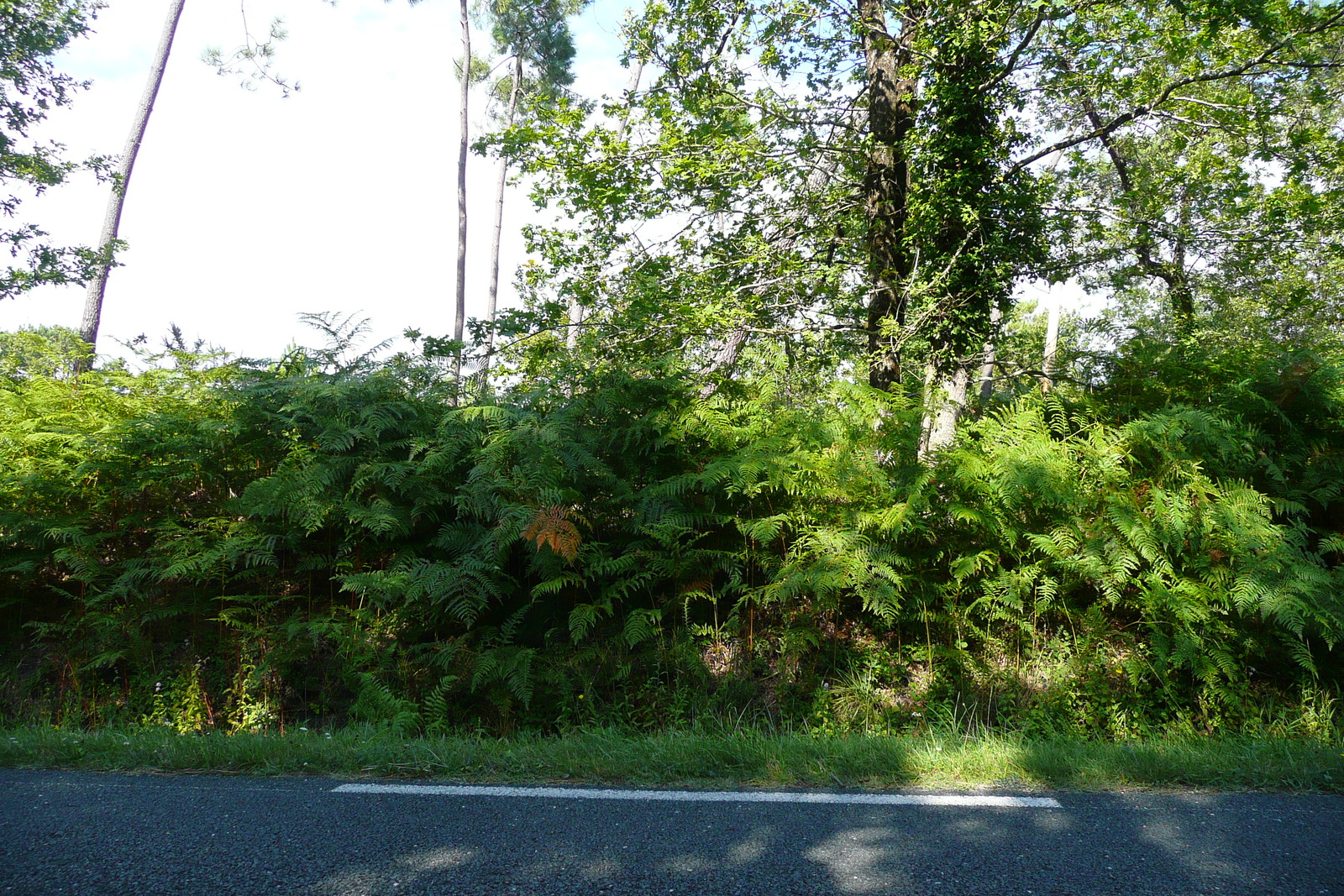 Photo France Routes des Lacs de Gironde 2007-08 8