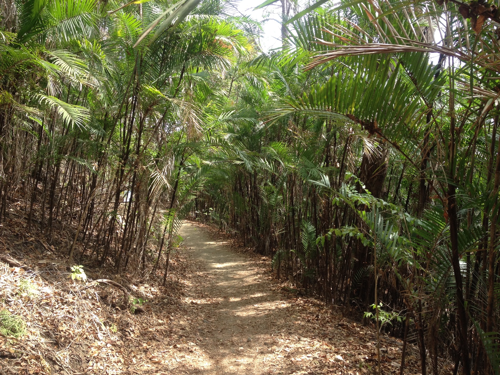 Photo Costa Rica Montezuma 2015-03 356
