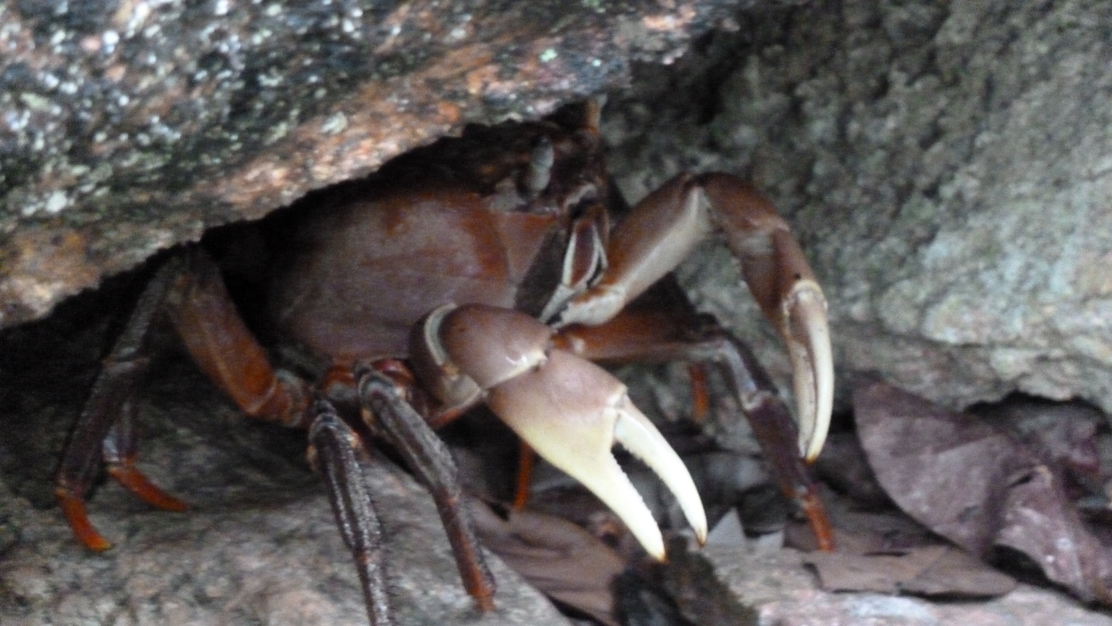 Photo Seychelles Curieuse 2011-10 56