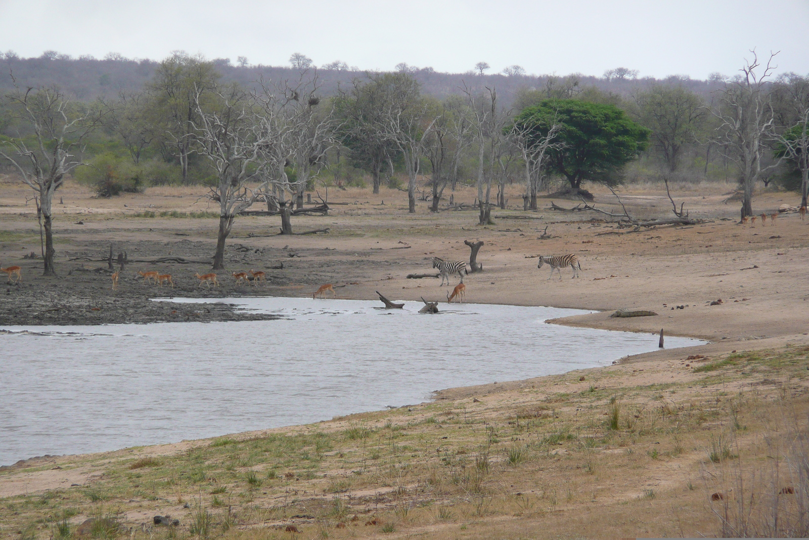 Photo Afrique du Sud Parc National Kruger Mpondo 2008-09 27