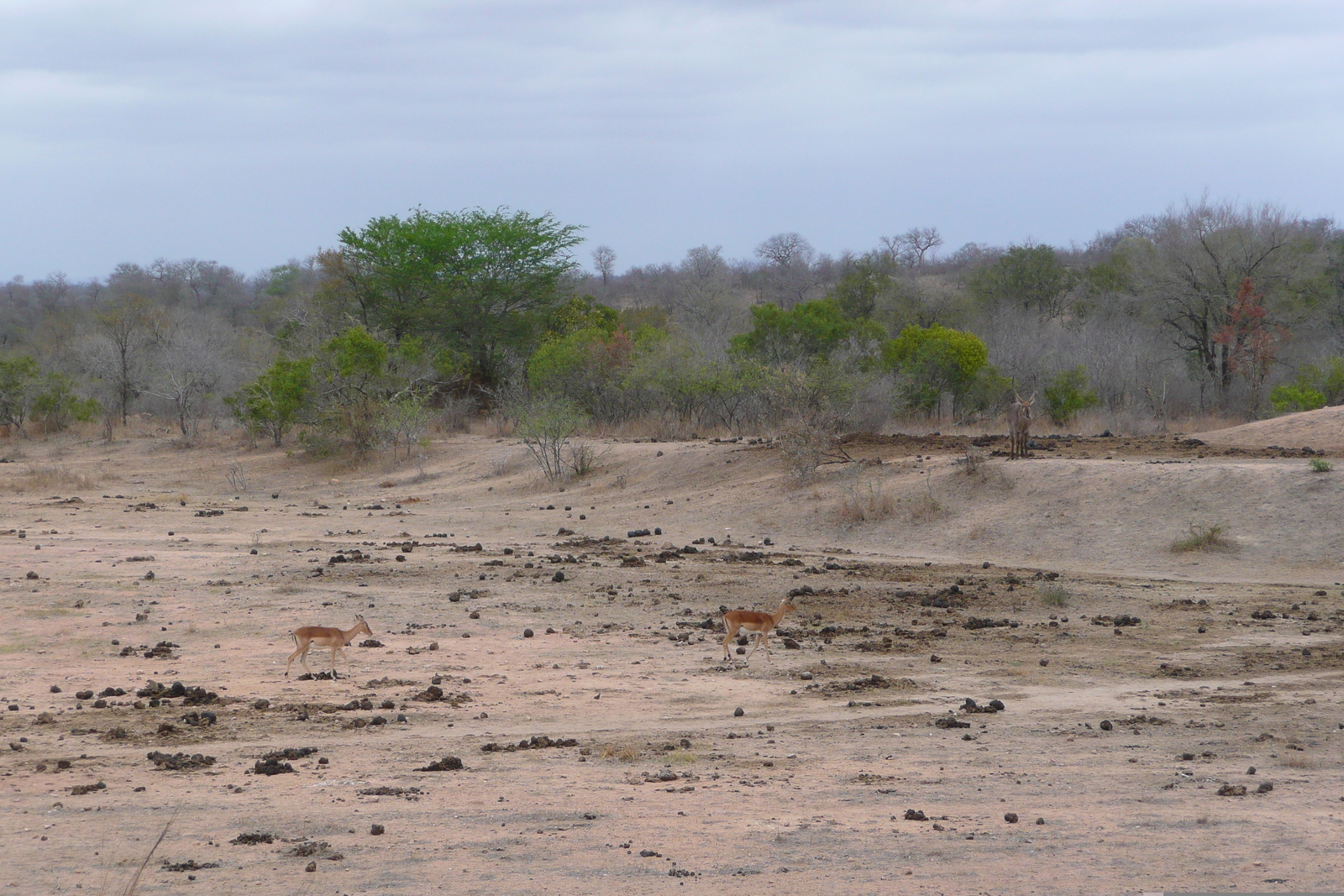 Photo Afrique du Sud Parc National Kruger Mpondo 2008-09 19