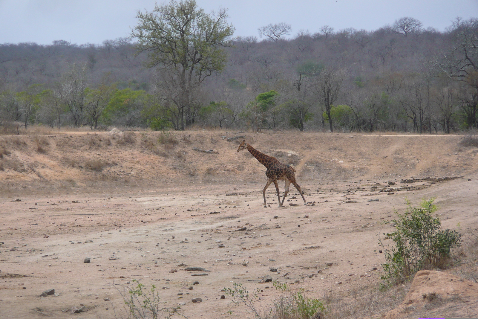 Photo Afrique du Sud Parc National Kruger Mpondo 2008-09 1