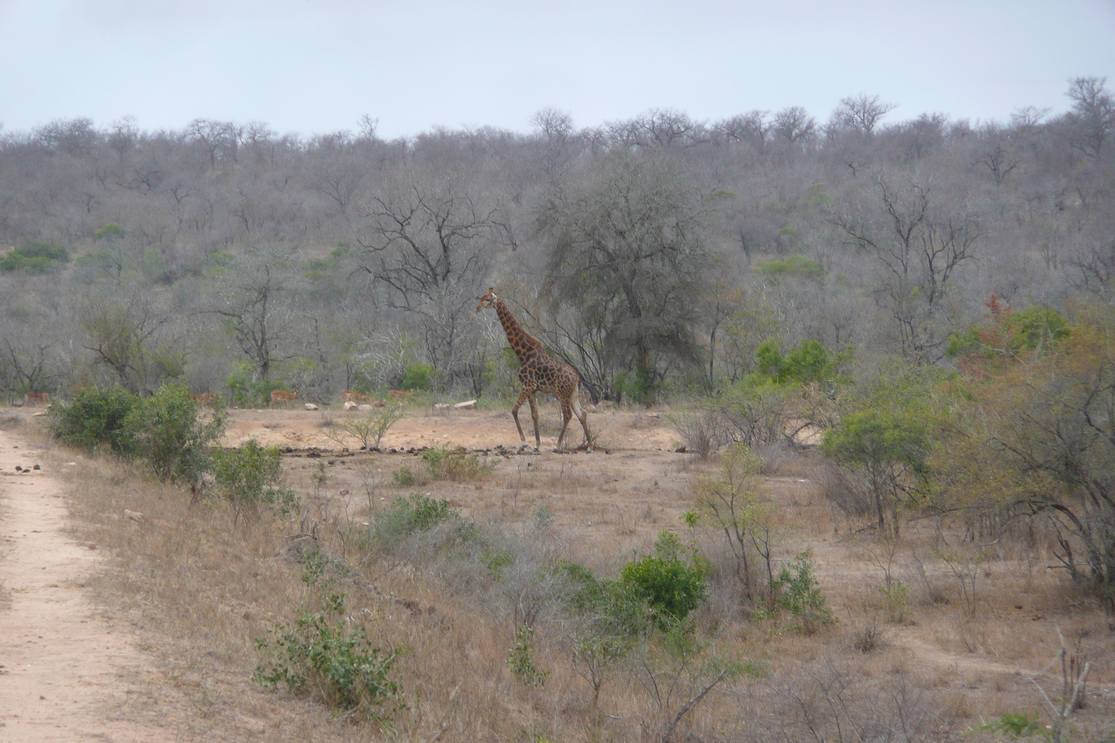 Photo Afrique du Sud Parc National Kruger Mpondo 2008-09 9