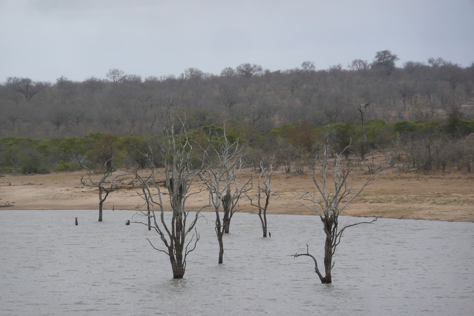 Photo Afrique du Sud Parc National Kruger Mpondo 2008-09 2