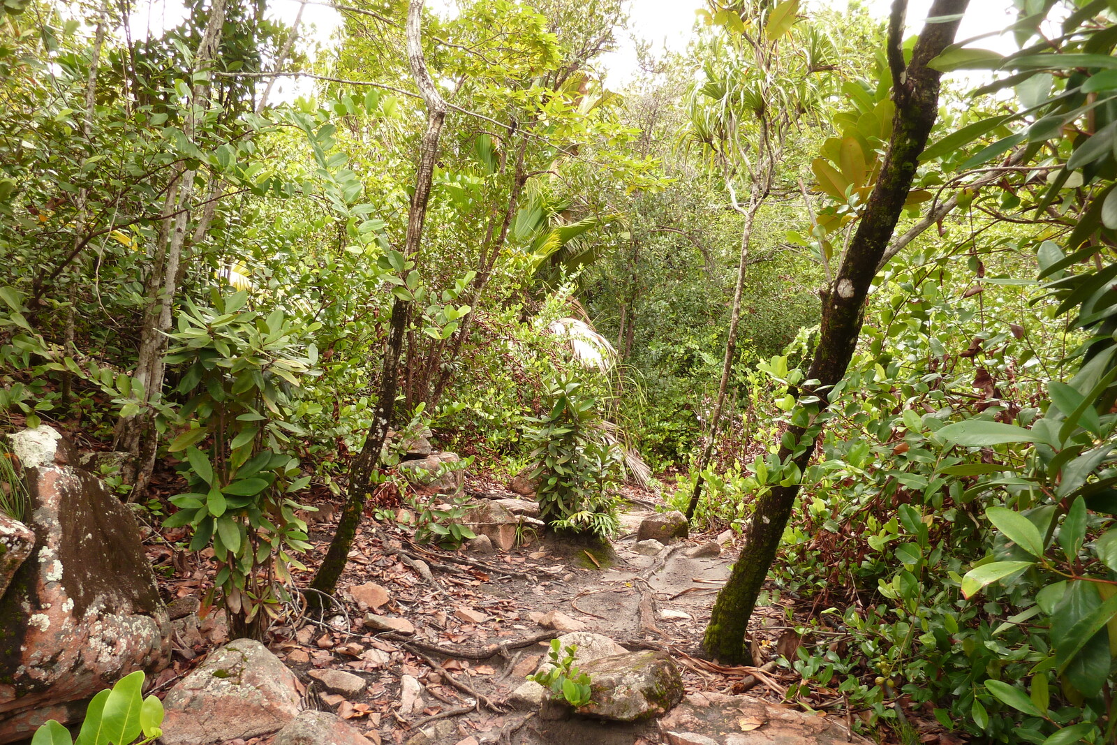 Photo Seychelles Curieuse 2011-10 47
