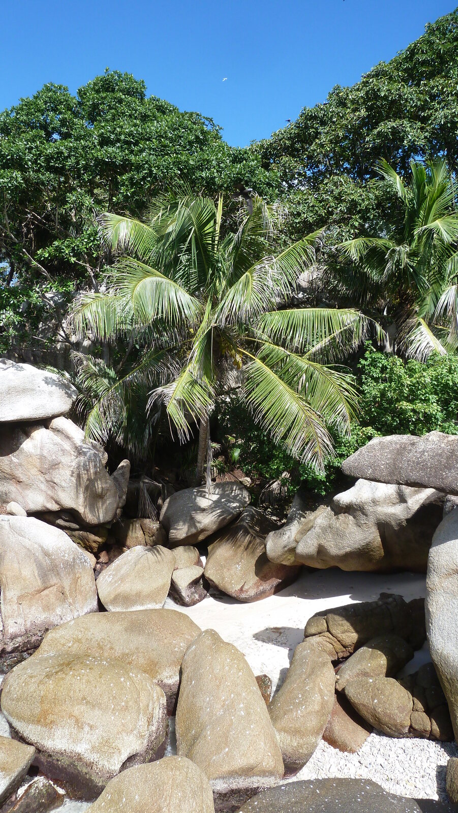 Photo Seychelles Ile Coco 2011-10 83