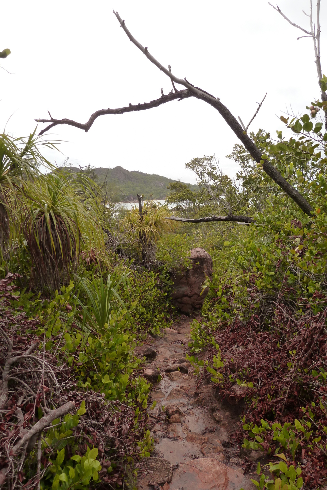 Photo Seychelles Curieuse 2011-10 13