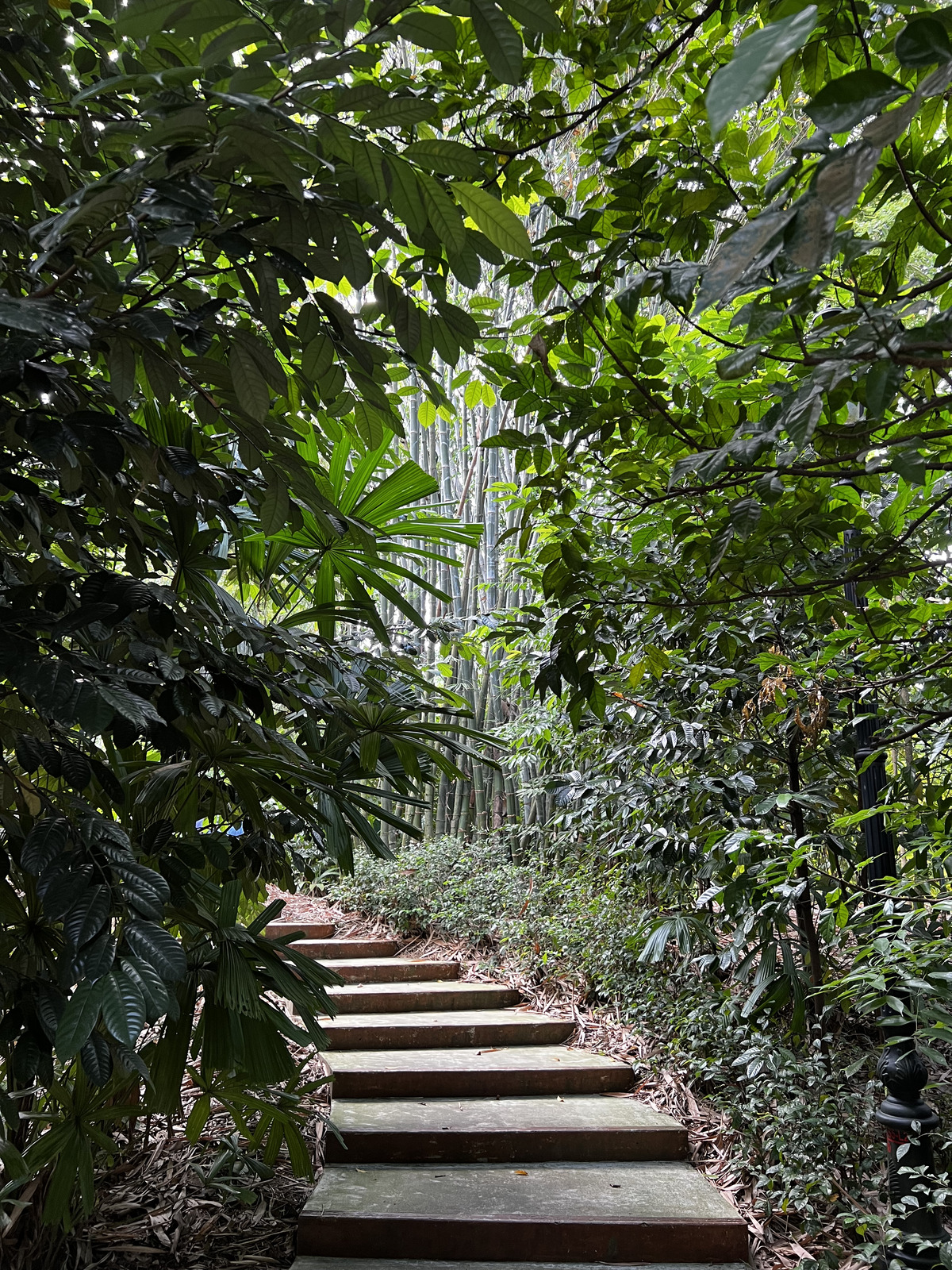 Photo Singapour Jardins botaniques de Singapore 2023-01 71