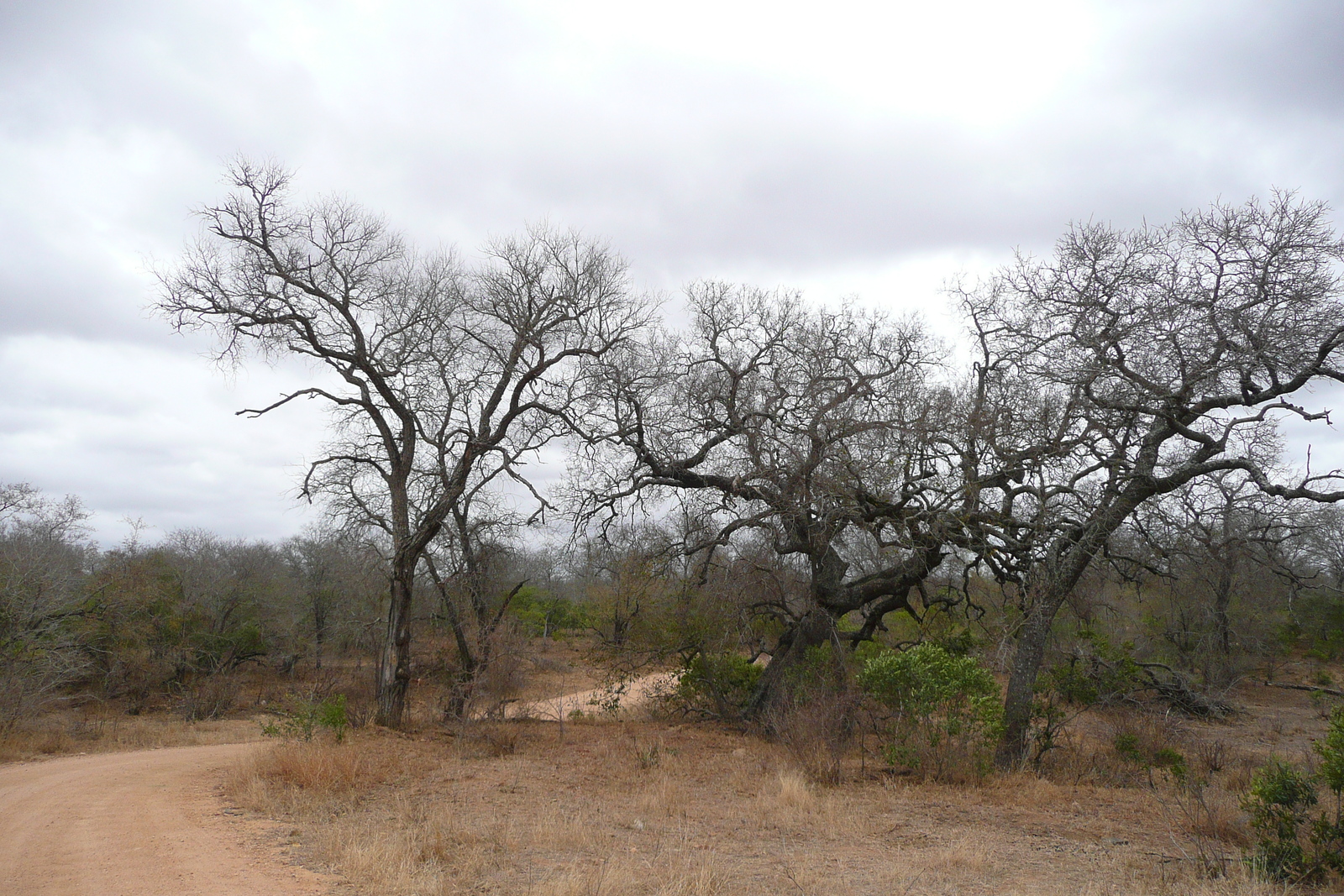 Photo Afrique du Sud Parc National Kruger 2008-09 159