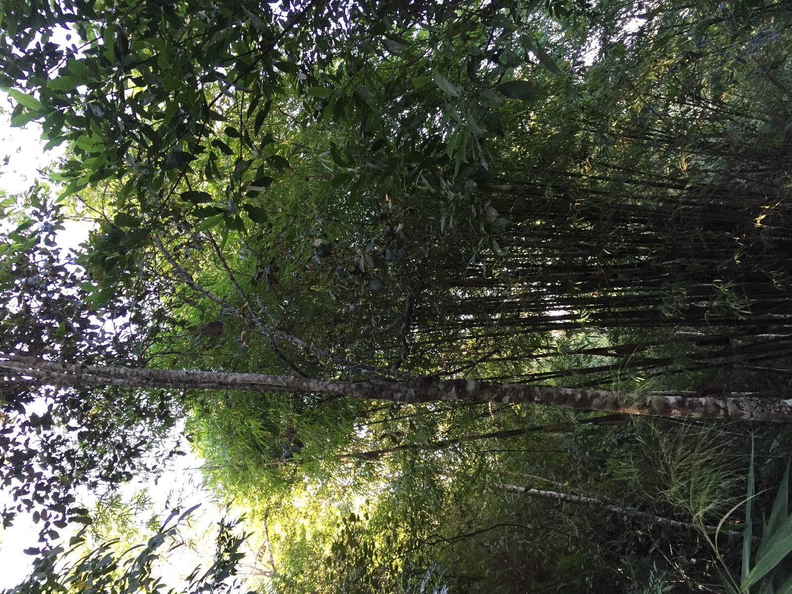 Photo Thaïlande Parc National Phu Hin Rong Kla 2014-12 151