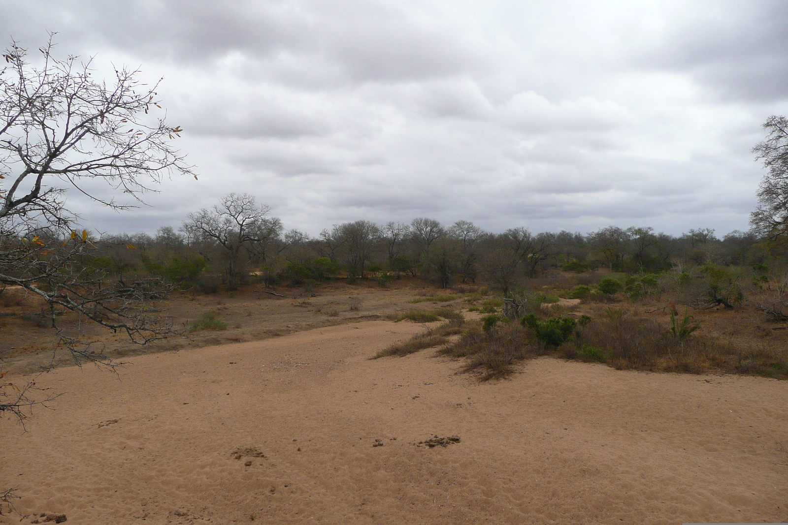 Photo Afrique du Sud Parc National Kruger 2008-09 157