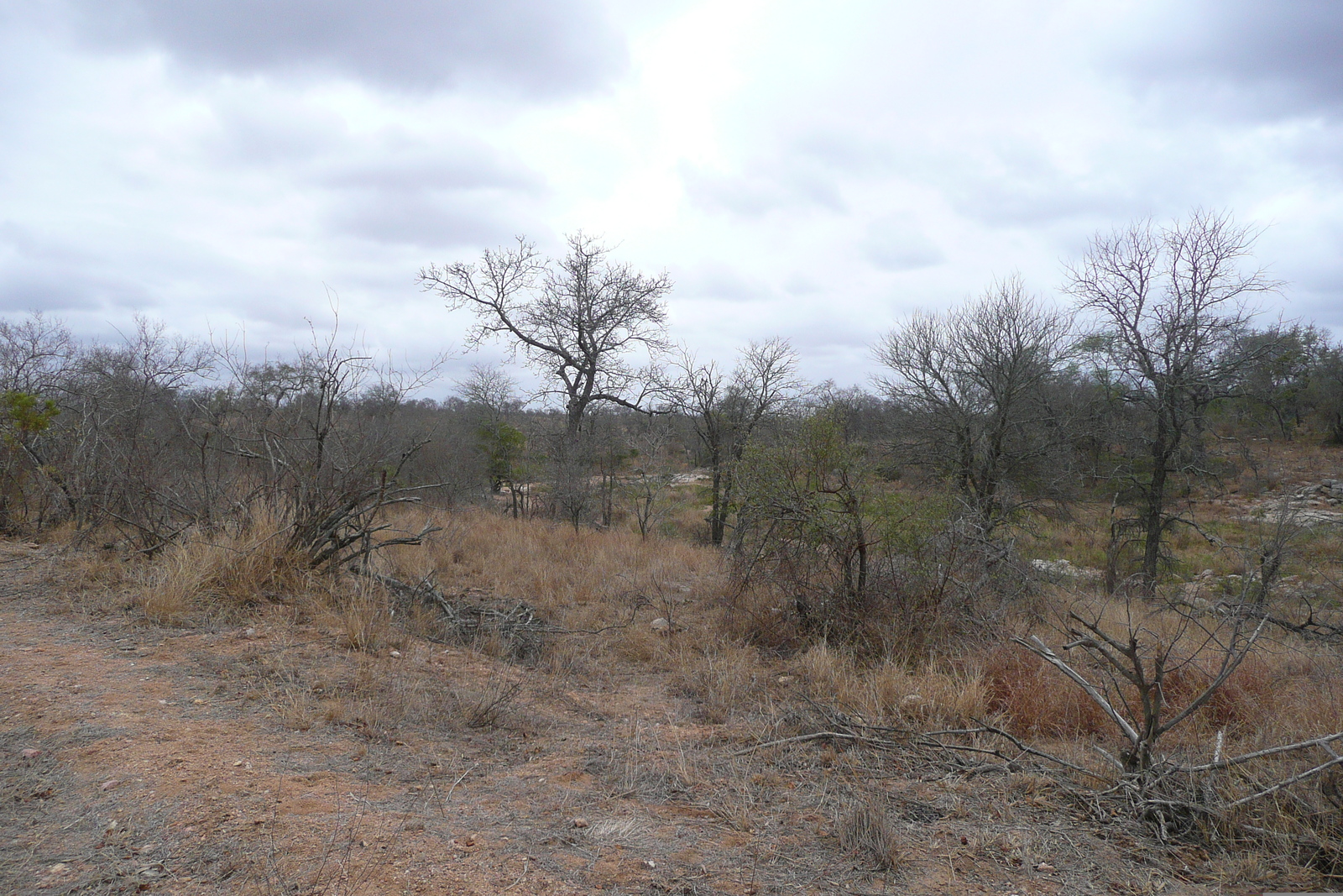 Photo Afrique du Sud Parc National Kruger 2008-09 120