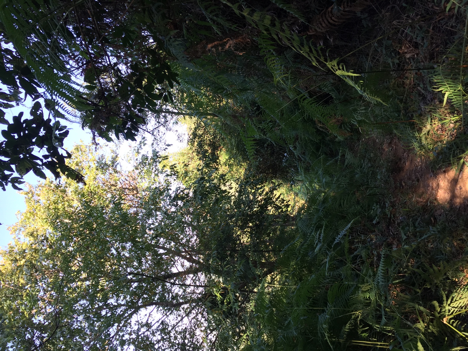 Photo Thaïlande Parc National Phu Hin Rong Kla 2014-12 217