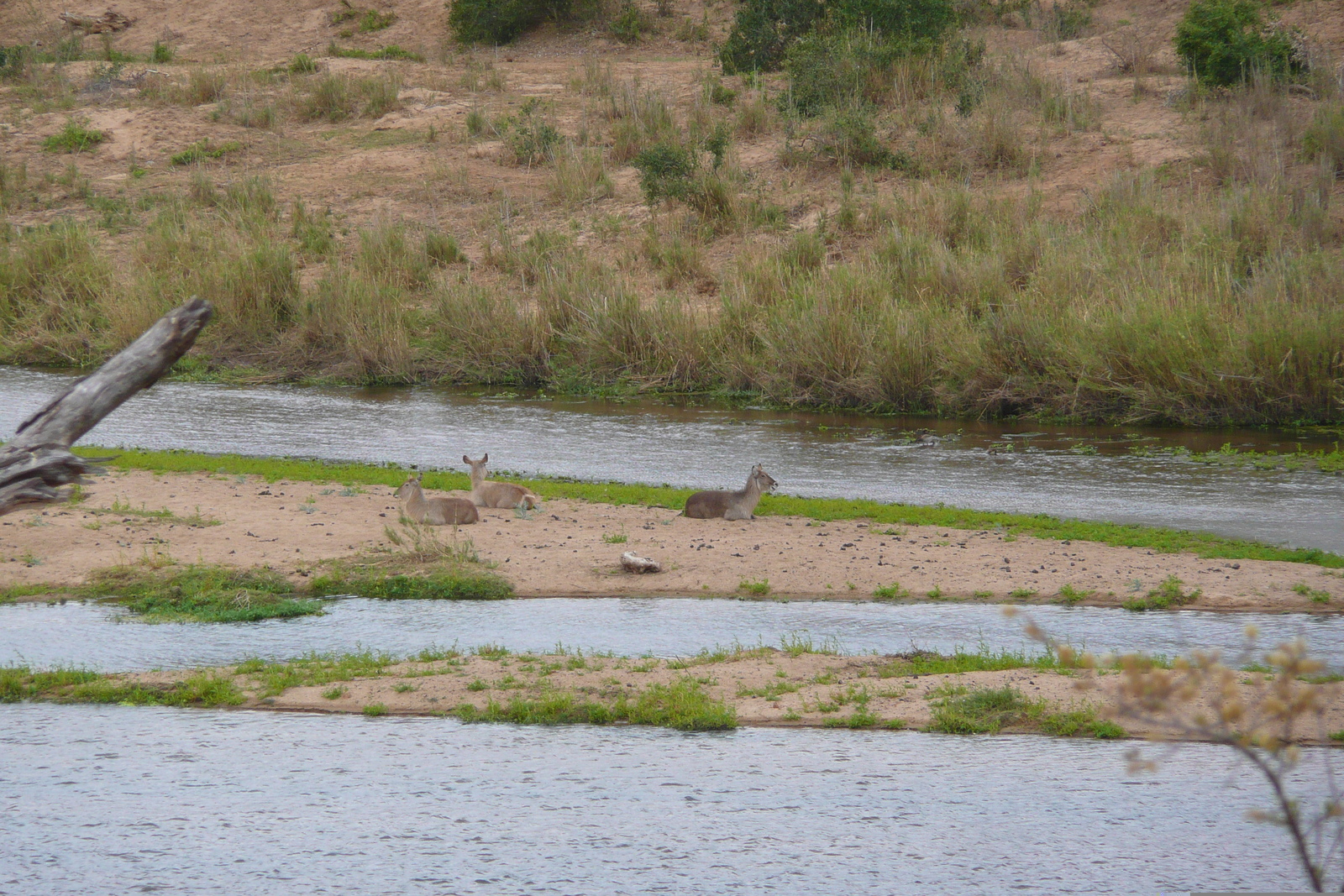 Photo Afrique du Sud Parc National Kruger rivière Crocodile 2008-09 50