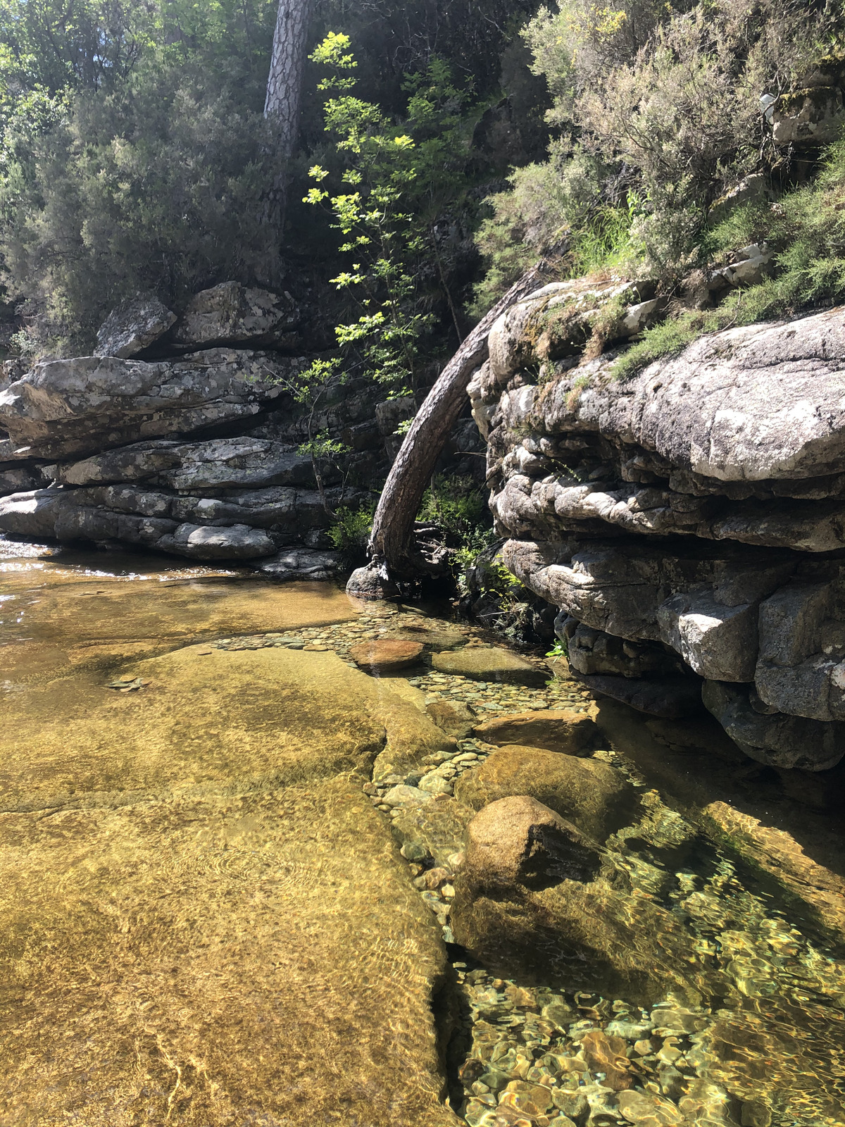 Photo France Corse Forêt d'Aïtone 2021-06 54