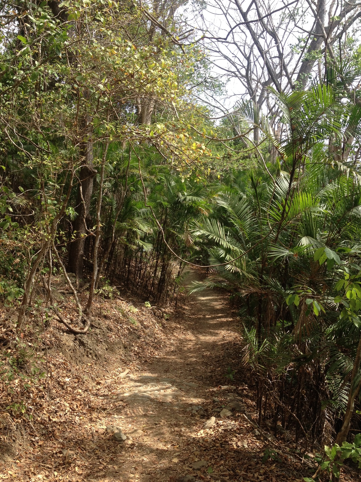 Photo Costa Rica Montezuma 2015-03 133