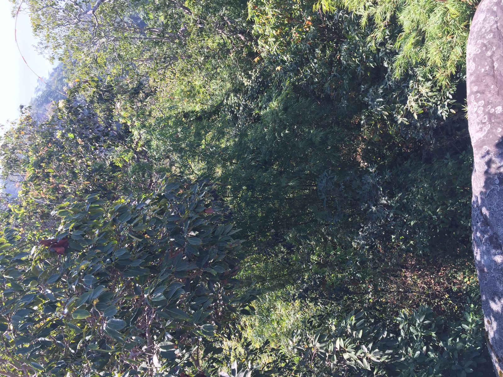 Photo Thaïlande Parc National Phu Hin Rong Kla 2014-12 288