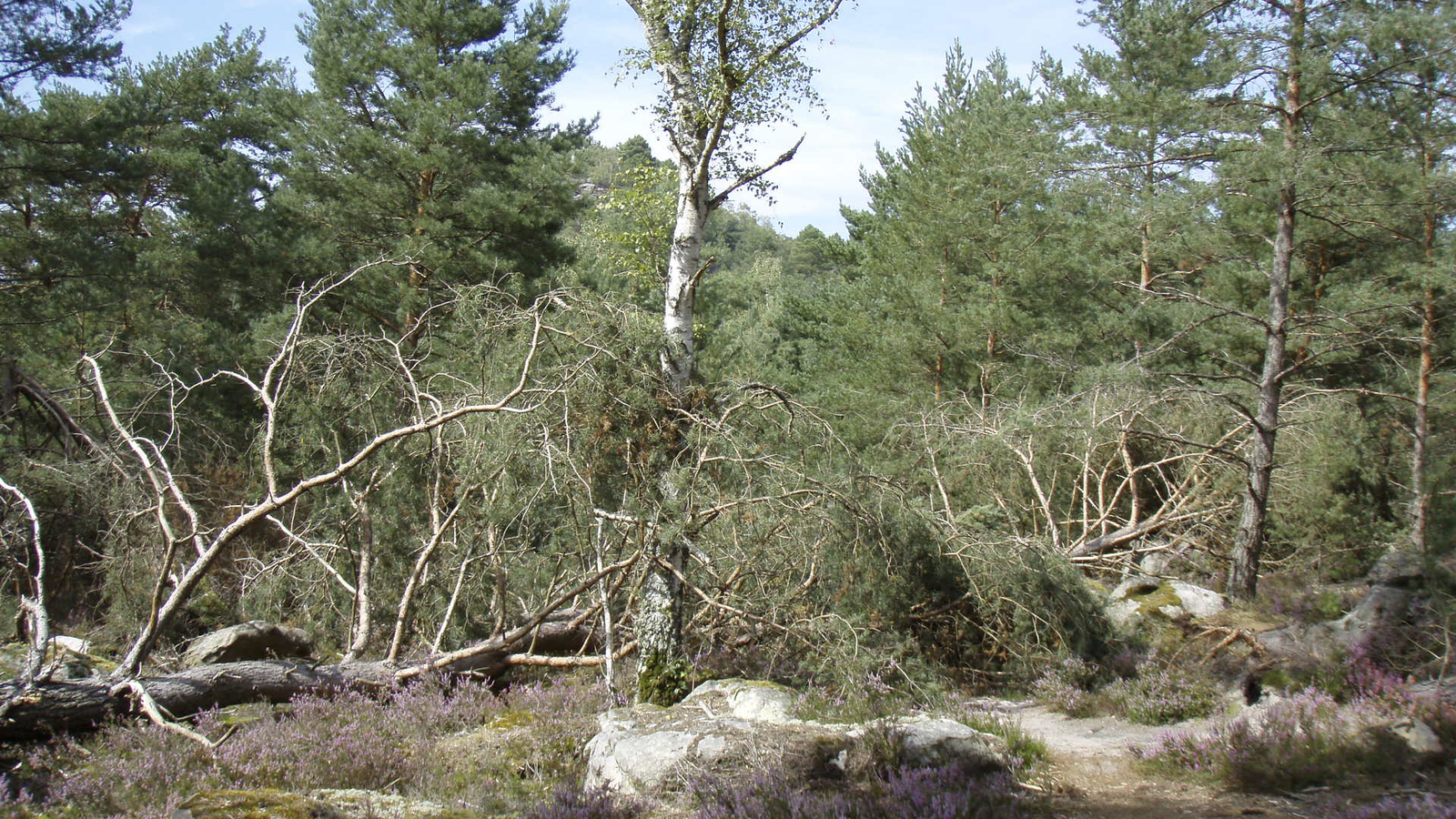 Photo France Fontainebleau Circuit des 25 bosses 2007-08 24