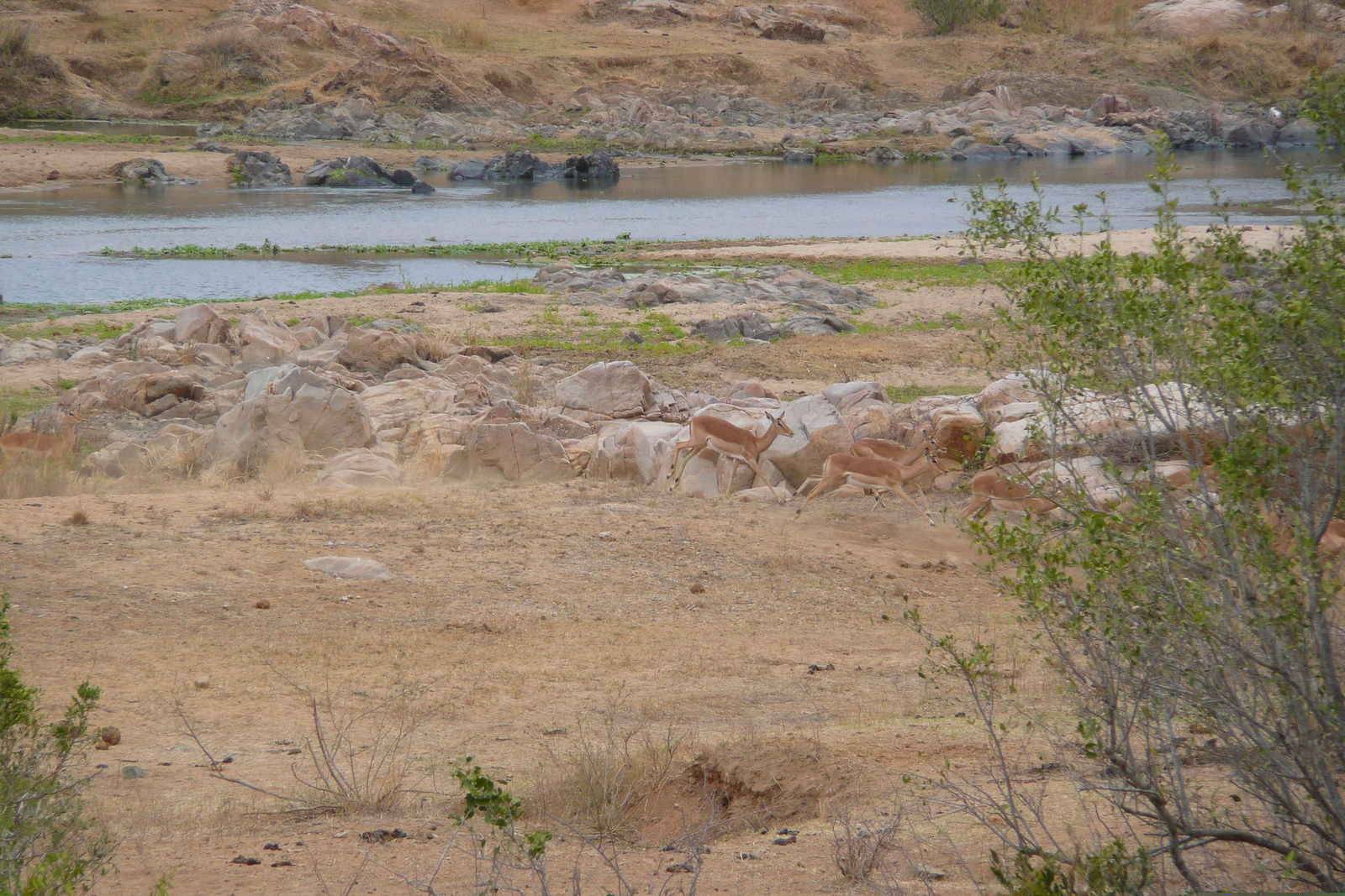 Photo Afrique du Sud Parc National Kruger rivière Crocodile 2008-09 34
