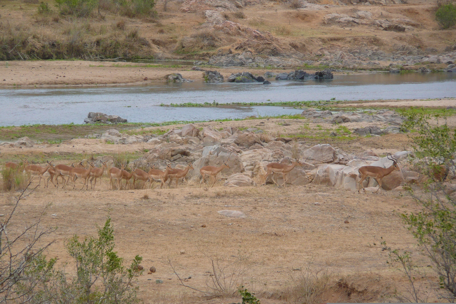 Photo Afrique du Sud Parc National Kruger rivière Crocodile 2008-09 42