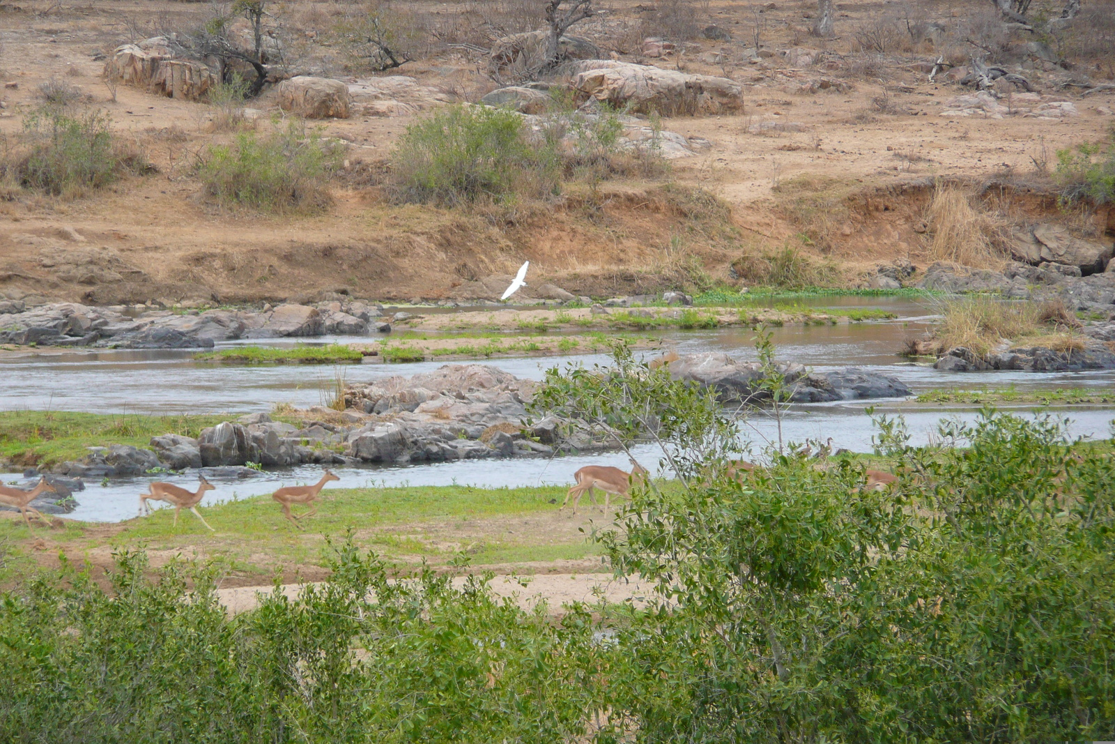 Photo Afrique du Sud Parc National Kruger rivière Crocodile 2008-09 12