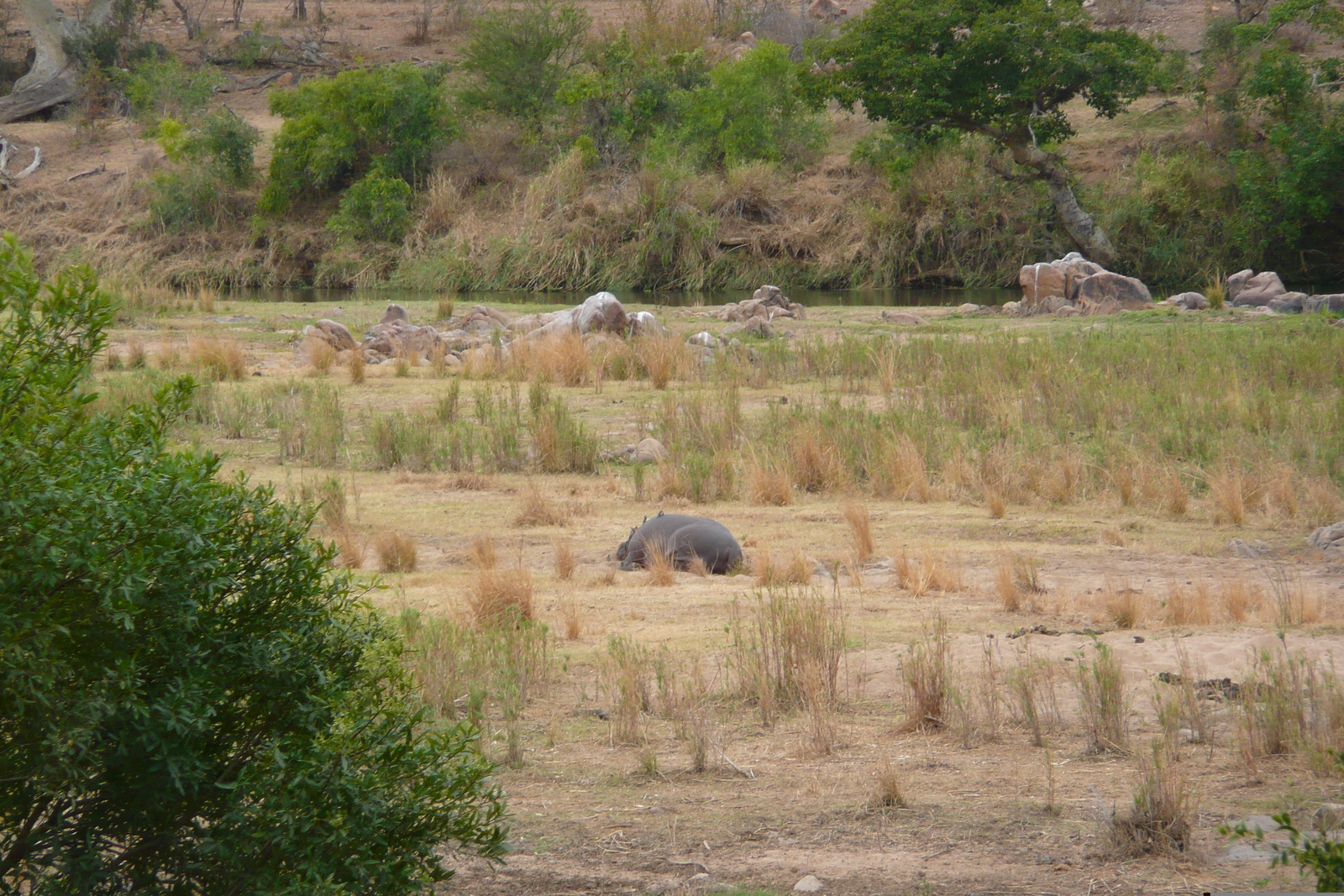 Photo Afrique du Sud Parc National Kruger rivière Crocodile 2008-09 75