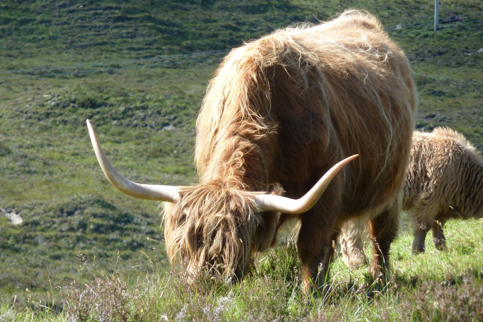 Photo Royaume-Uni Skye Les Cuillin 2011-07 67