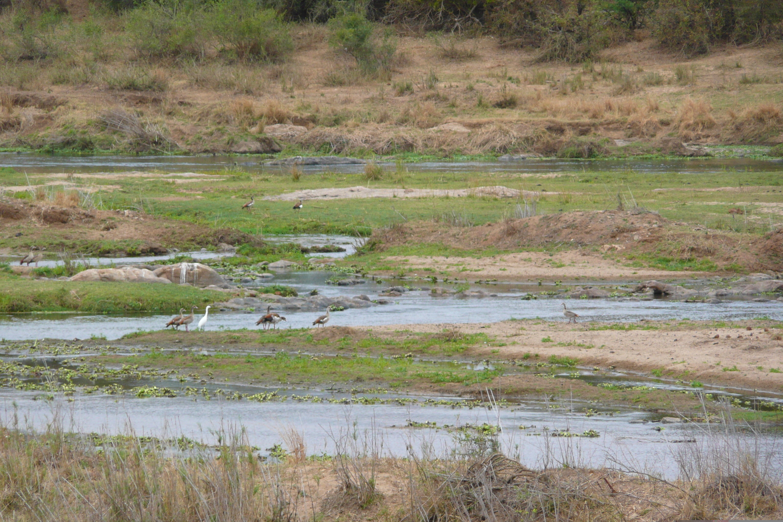 Photo Afrique du Sud Parc National Kruger rivière Crocodile 2008-09 59