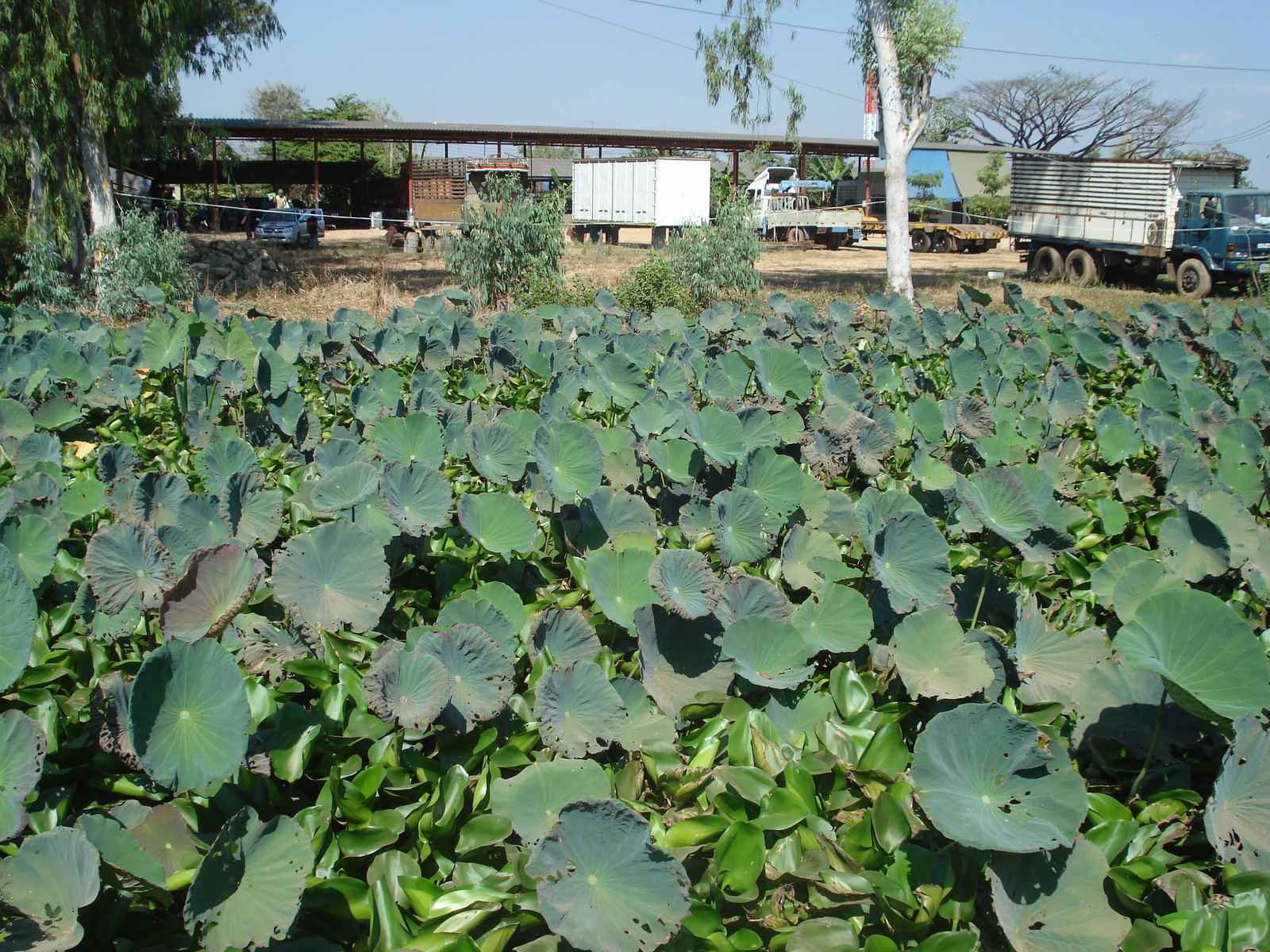 Photo Thaïlande Phitsanulok rue Mittraparp 2008-01 110