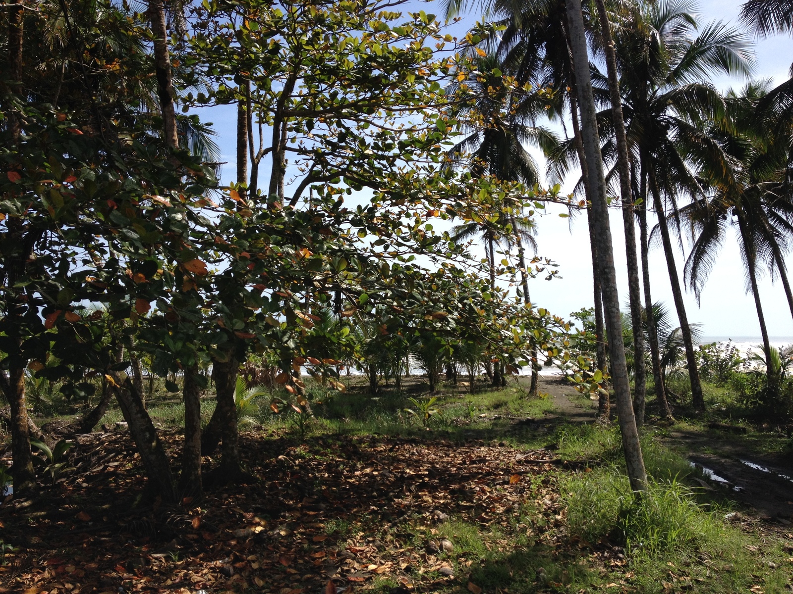 Photo Costa Rica Limon à Siquirres 2015-03 1