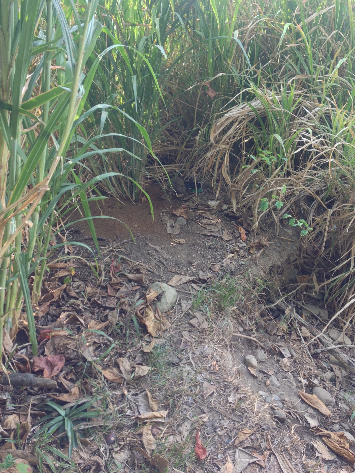 Photo Costa Rica Dominical 2015-03 83
