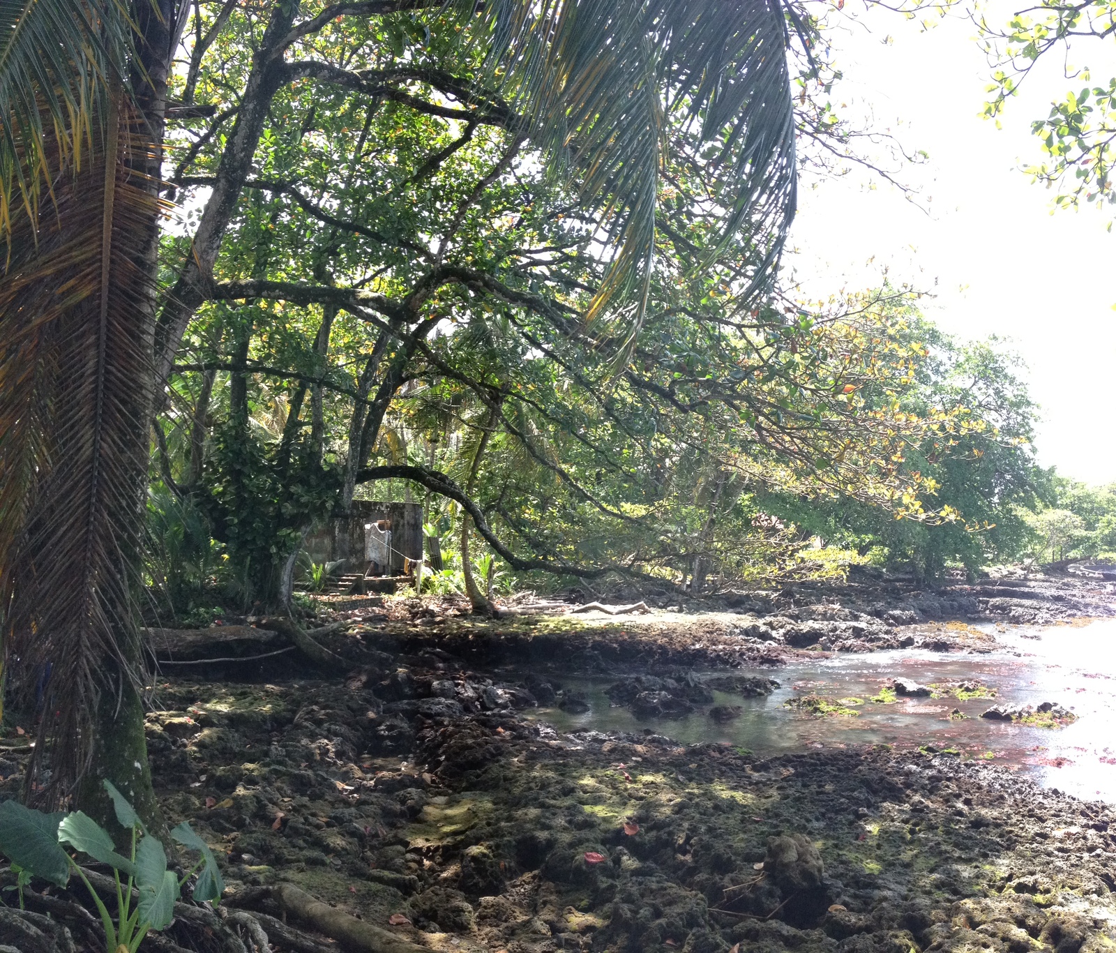 Photo Costa Rica Cahuita 2015-03 19