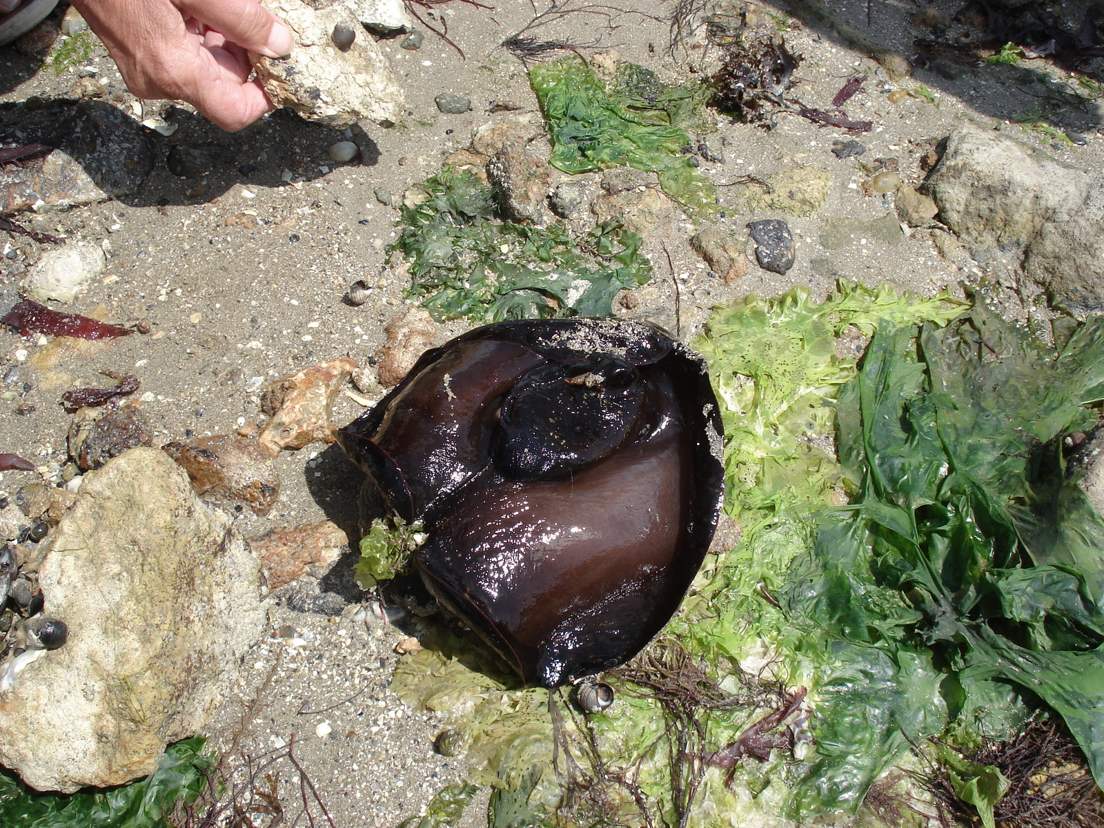 Photo France Le Gois 2006-08 28
