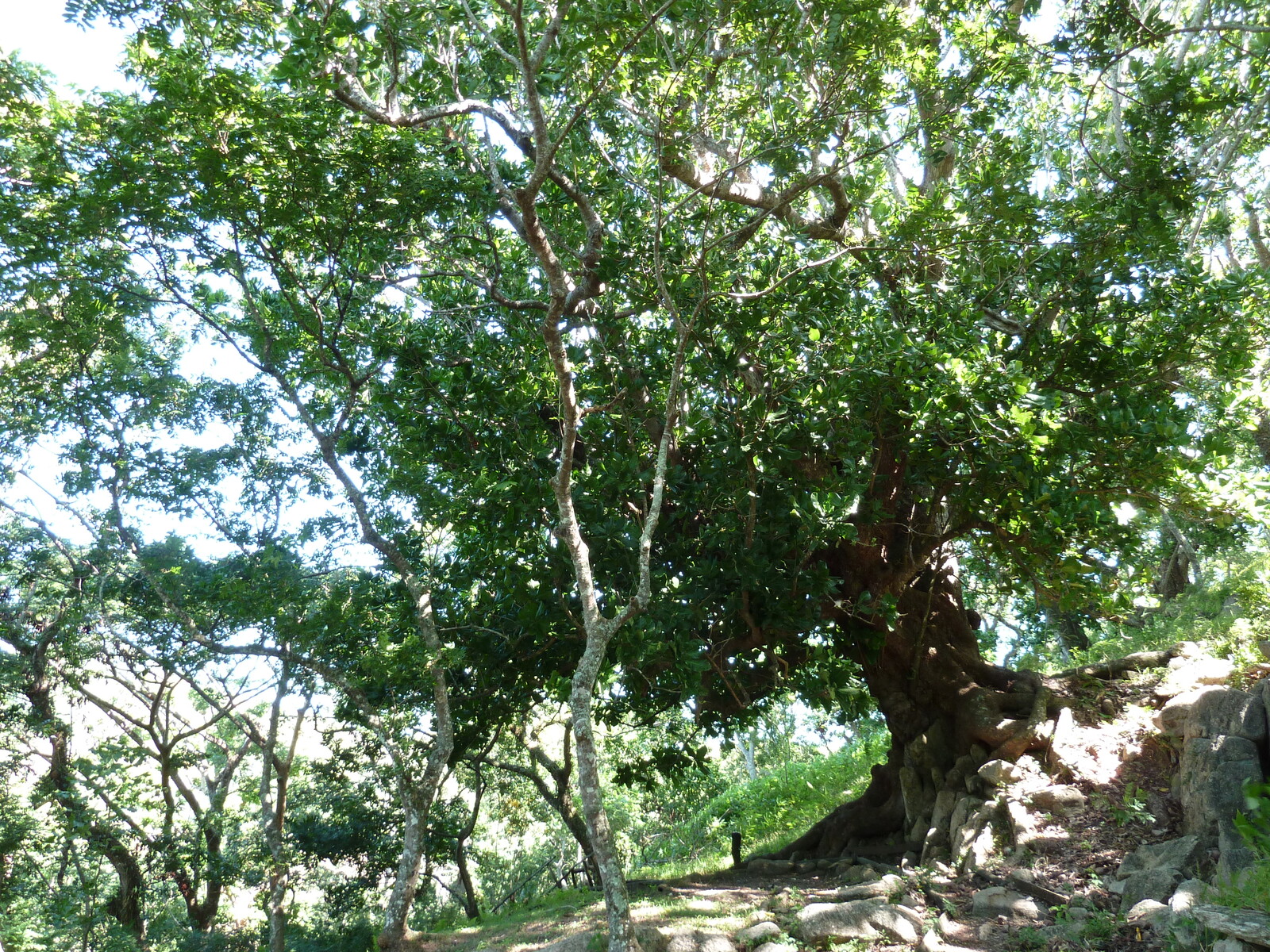 Photo Îles Fidji Fort de Tavuni 2010-05 21