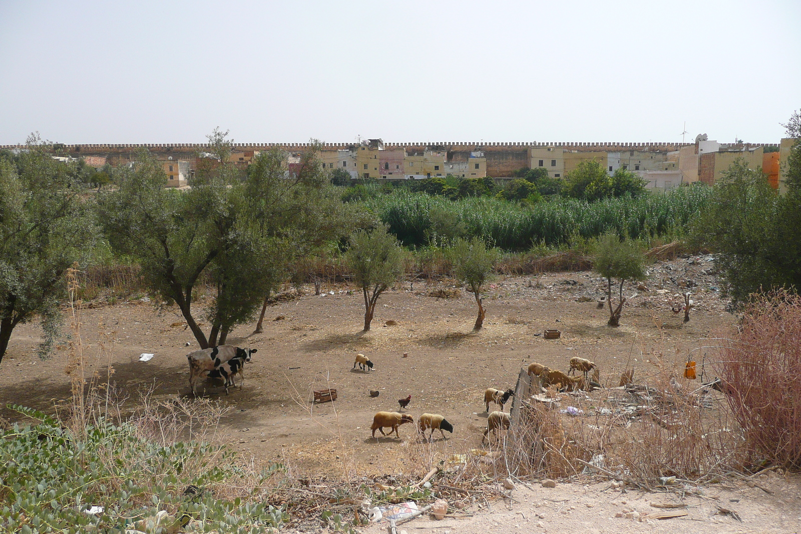 Photo Maroc Meknes 2008-07 43