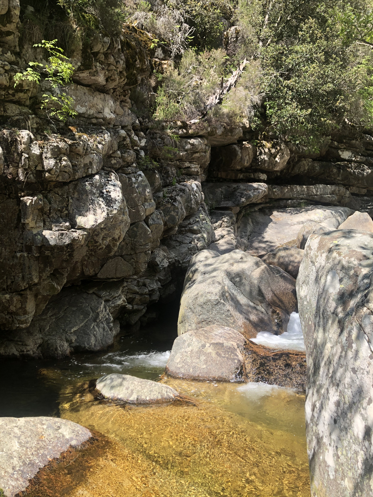 Photo France Corse Forêt d'Aïtone 2021-06 7
