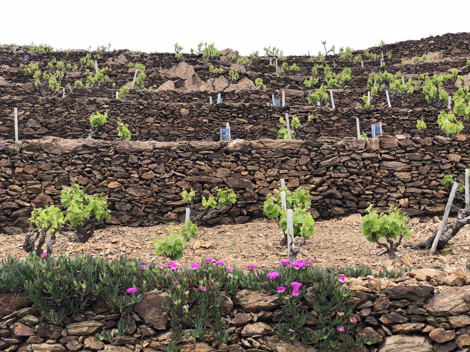 Photo France Collioure 2018-04 94