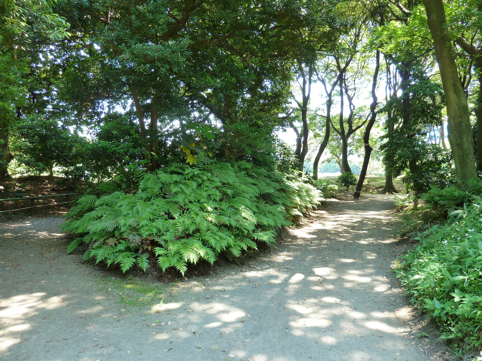 Photo Japon Tokyo Jardins Hama rikyu 2010-06 43
