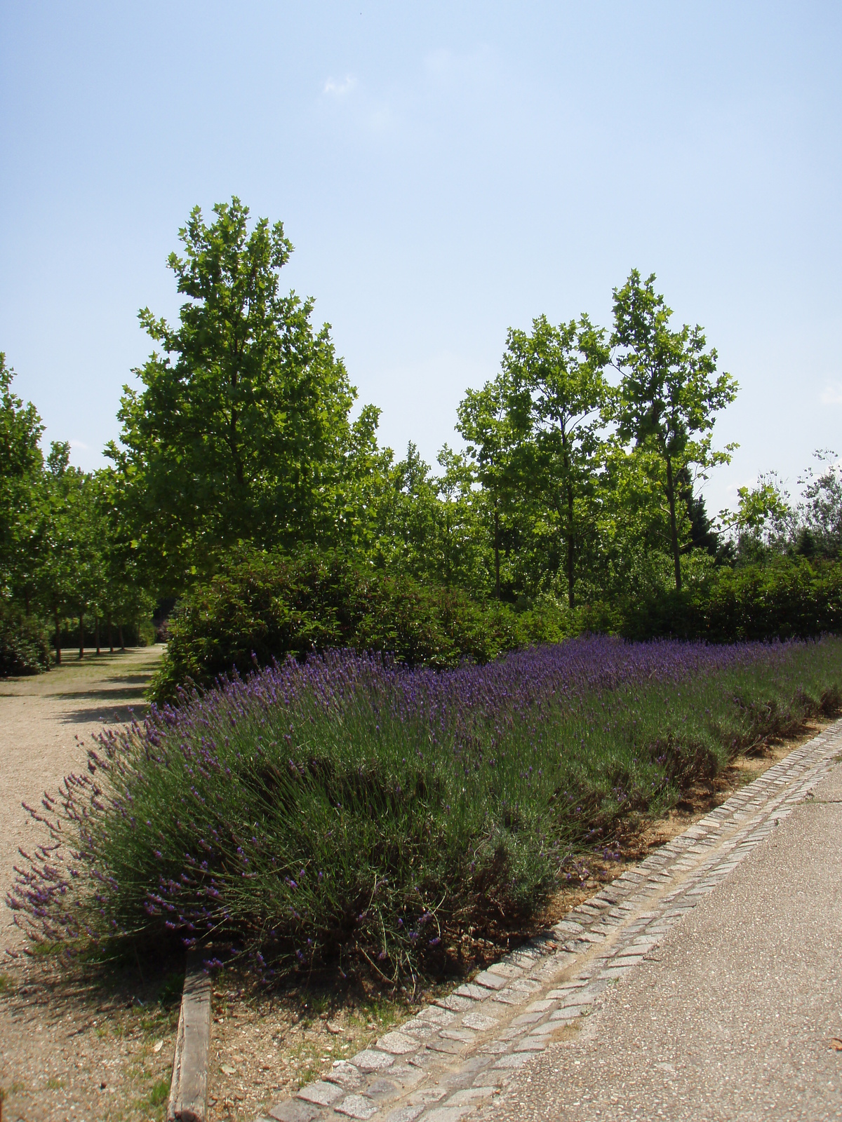 Photo France Villeneuve La Garenne Parc des Chanteraines 2007-07 71