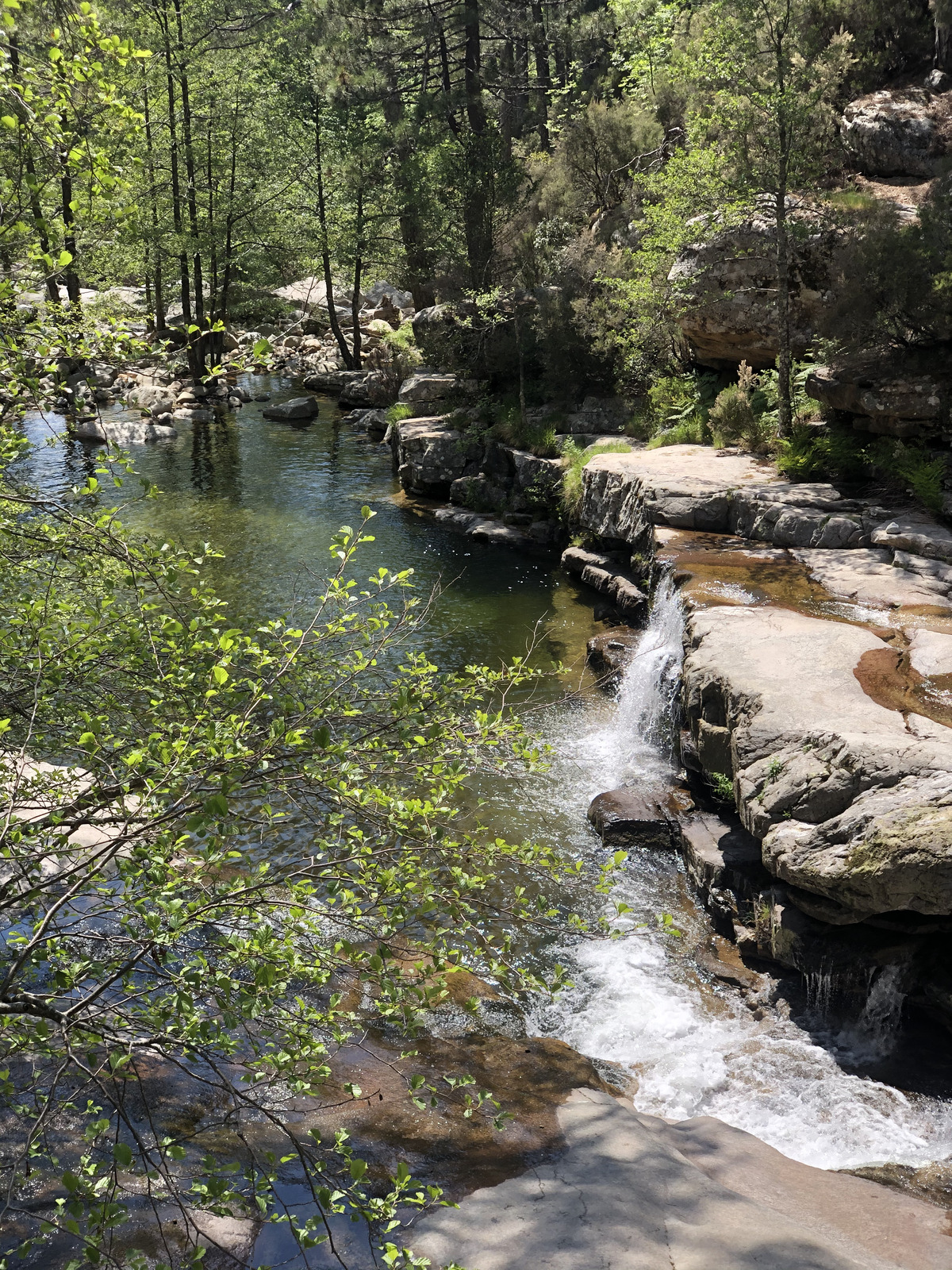 Photo France Corse Forêt d'Aïtone 2021-06 24